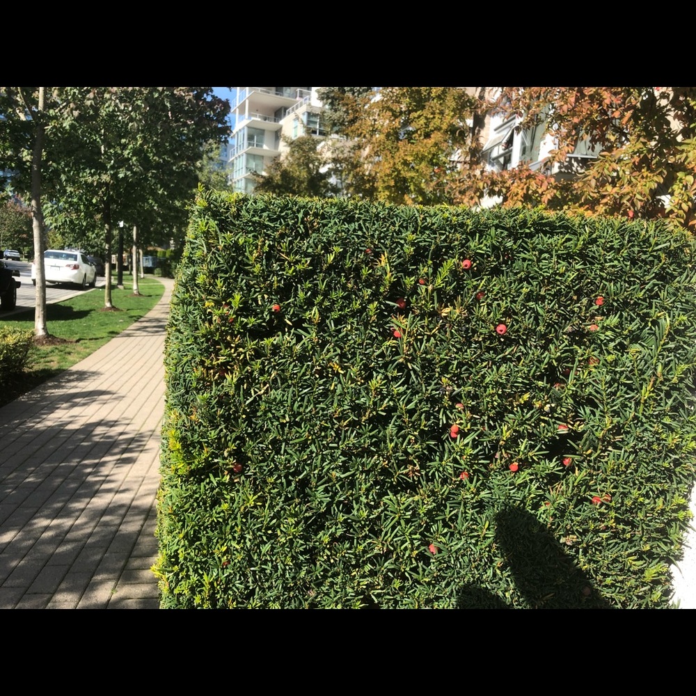 Meet your Posher, Arezo